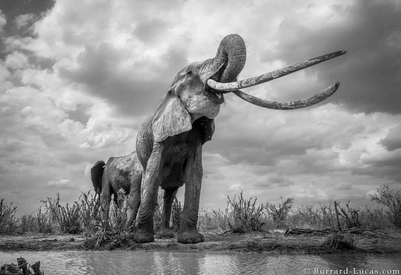 肯亞罕見的「大象女王」，令人興奮的野生動物捕捉- OUTSiDERS - 戶外風格誌